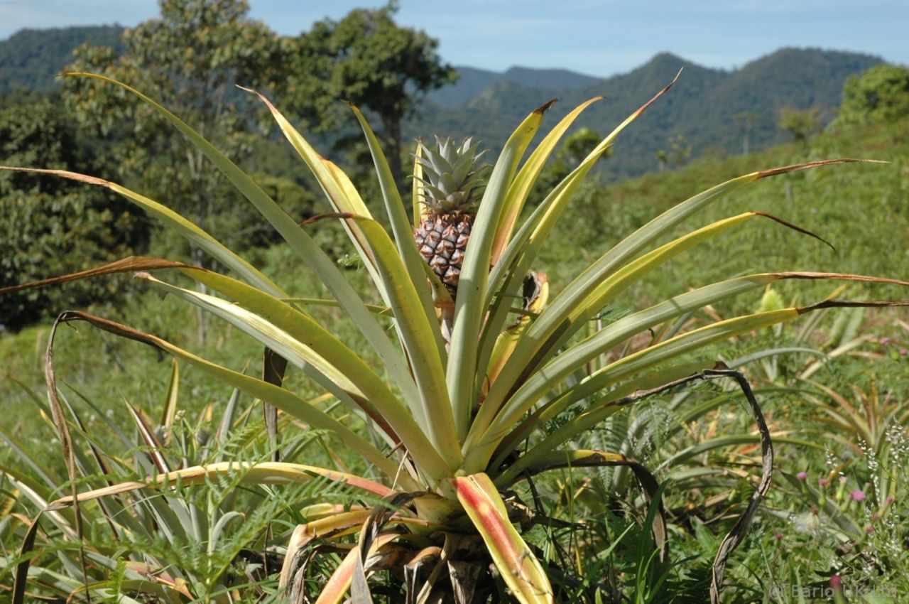 Bario - Sarawak