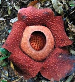 rafflesia-250x275
